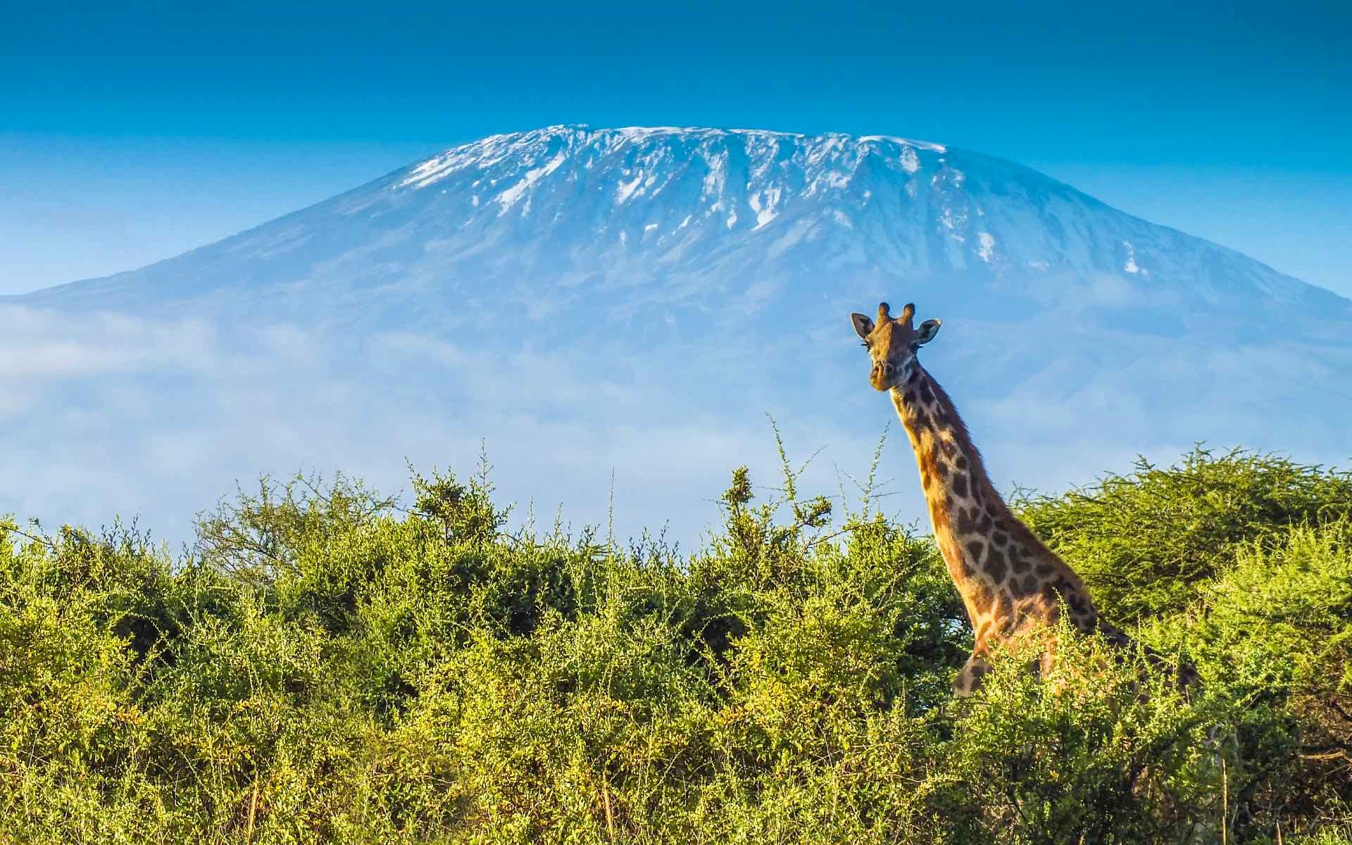 Giraffe