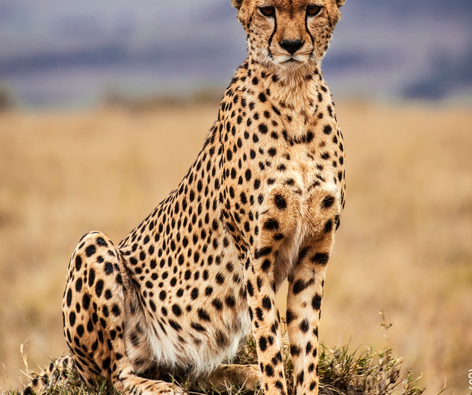 Kenya