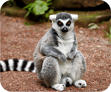 Madagascar