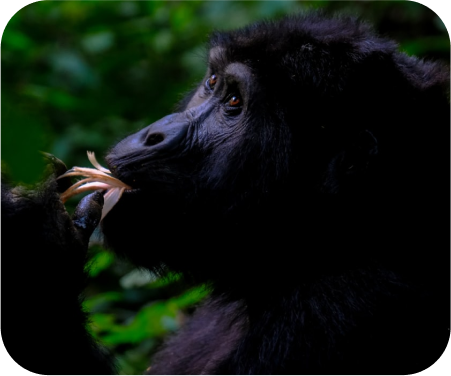 Uganda & Rwanda