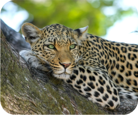 Zambia