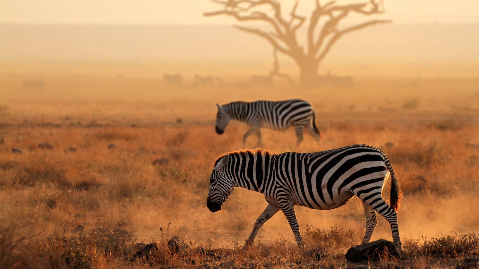 Amboseli National Park