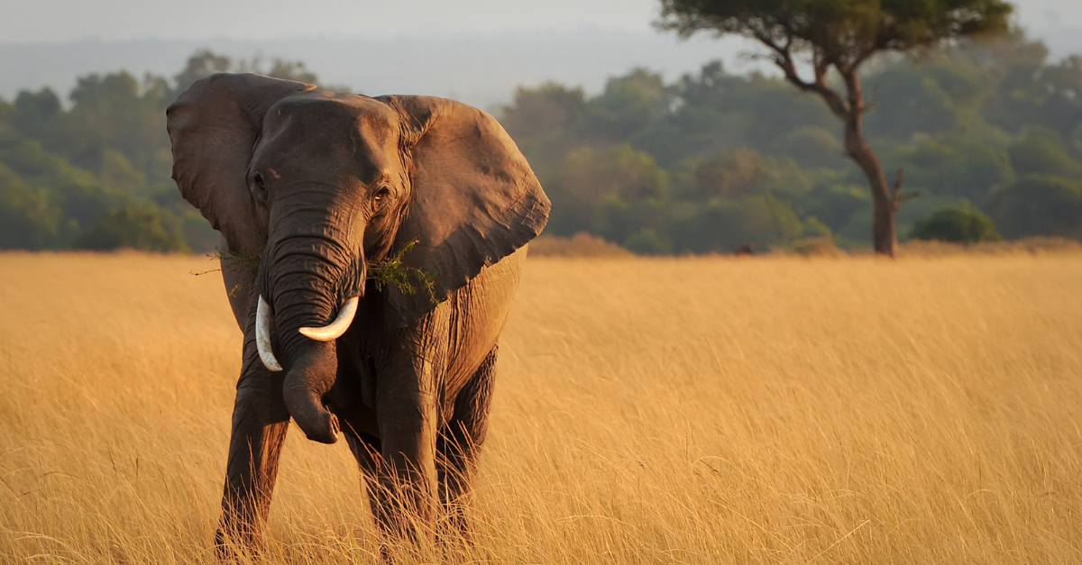 Kenya savannah landscape
