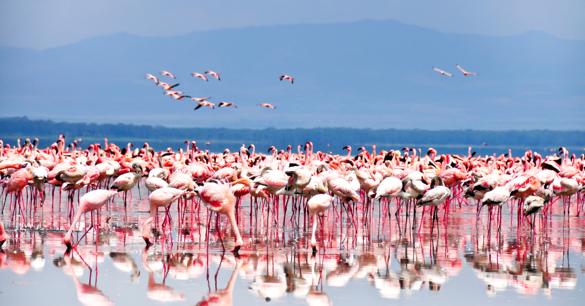 Kenya wildlife during the dry season