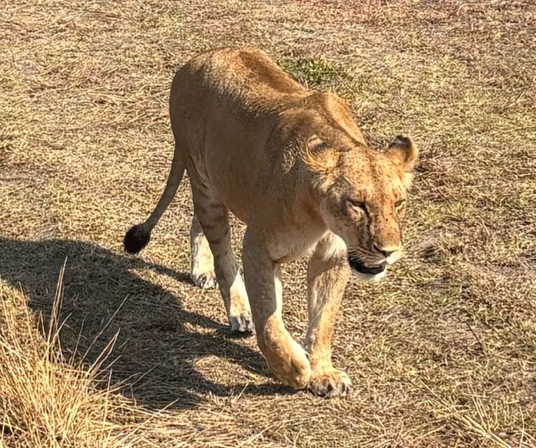 Safari scene in Kenya, photographed by the family on their journey