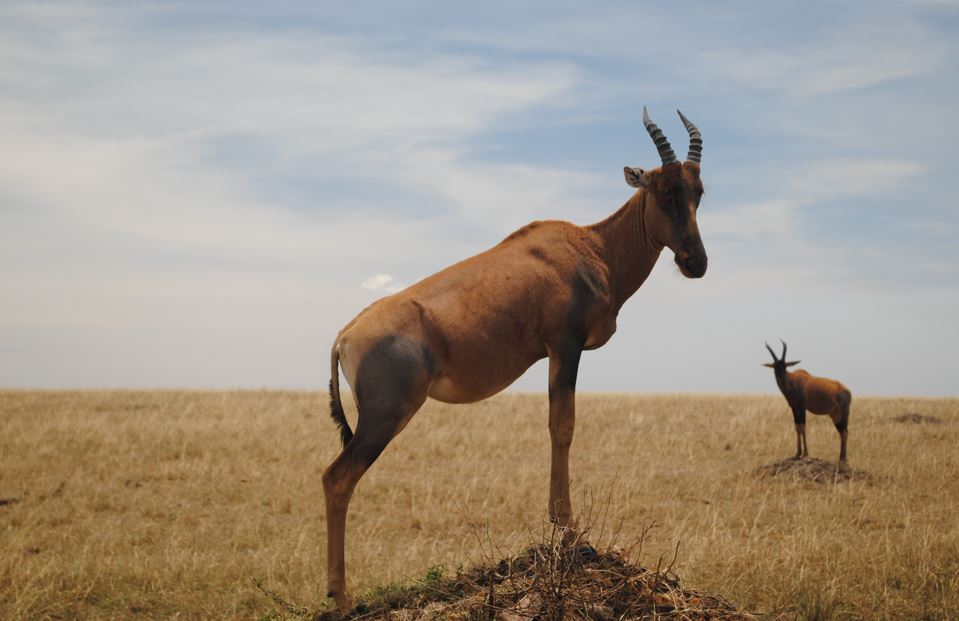 Wildlife on the plains of Kenya, photographed by the family