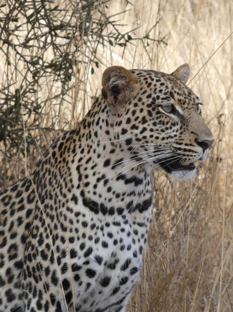 Wildlife in Kenya, photographed by the family