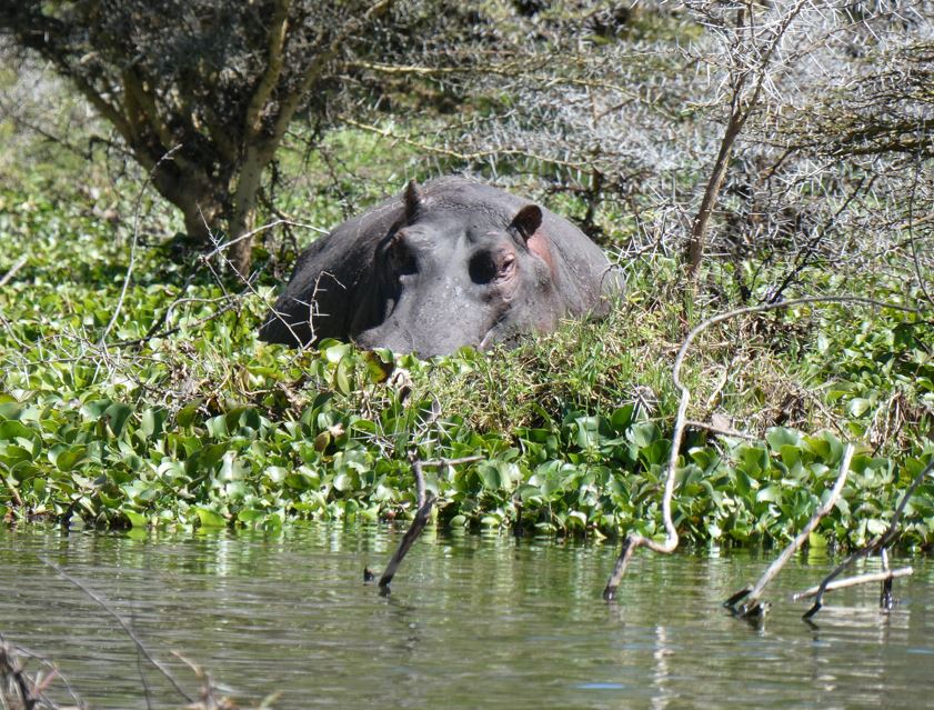 Safari moment in Kenya, photographed by the family