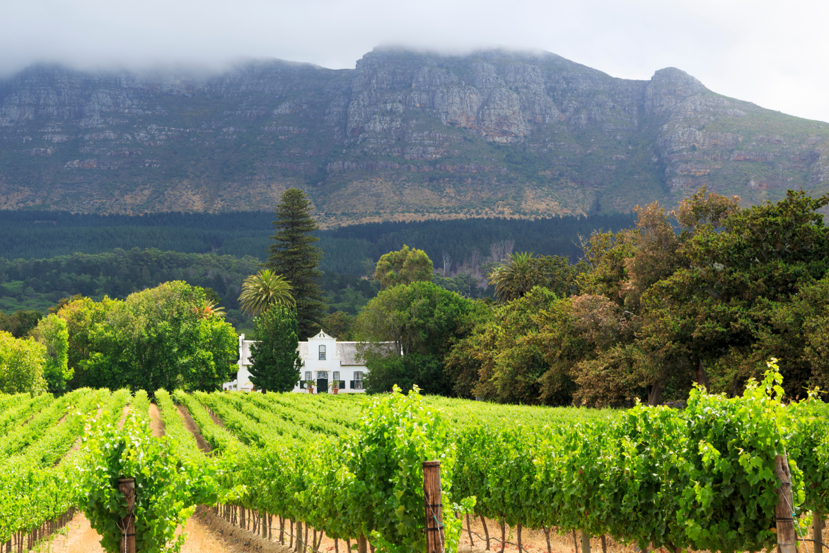 Vineyards beneath mountains in afternoon light