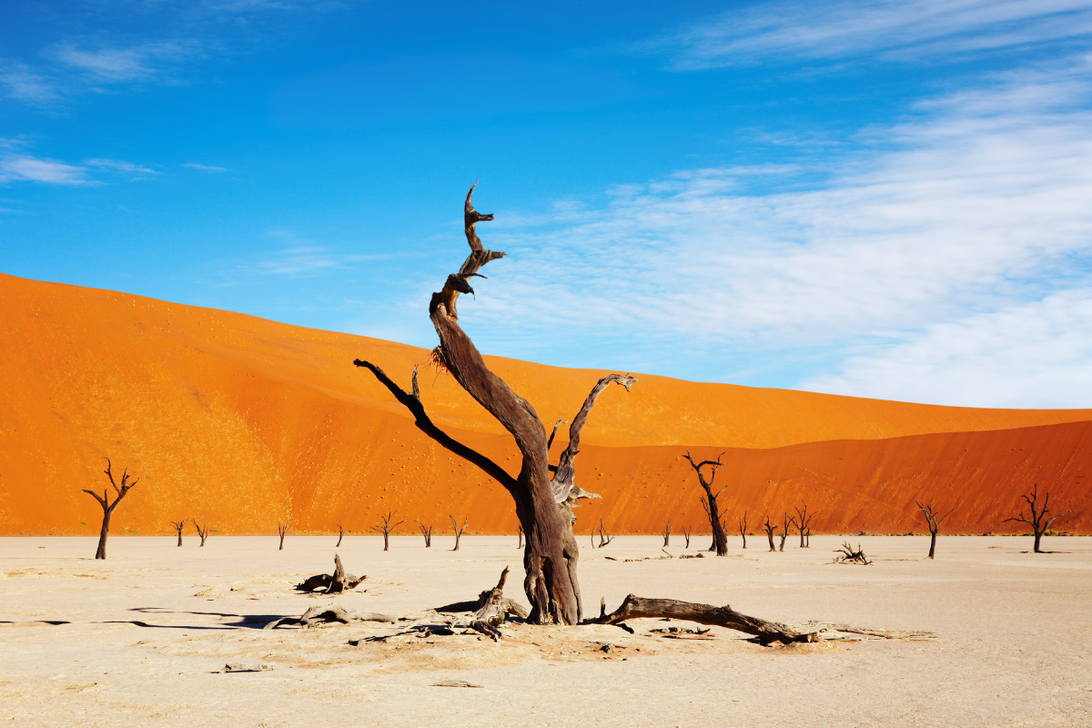 Dead trees beneath red sand dunes