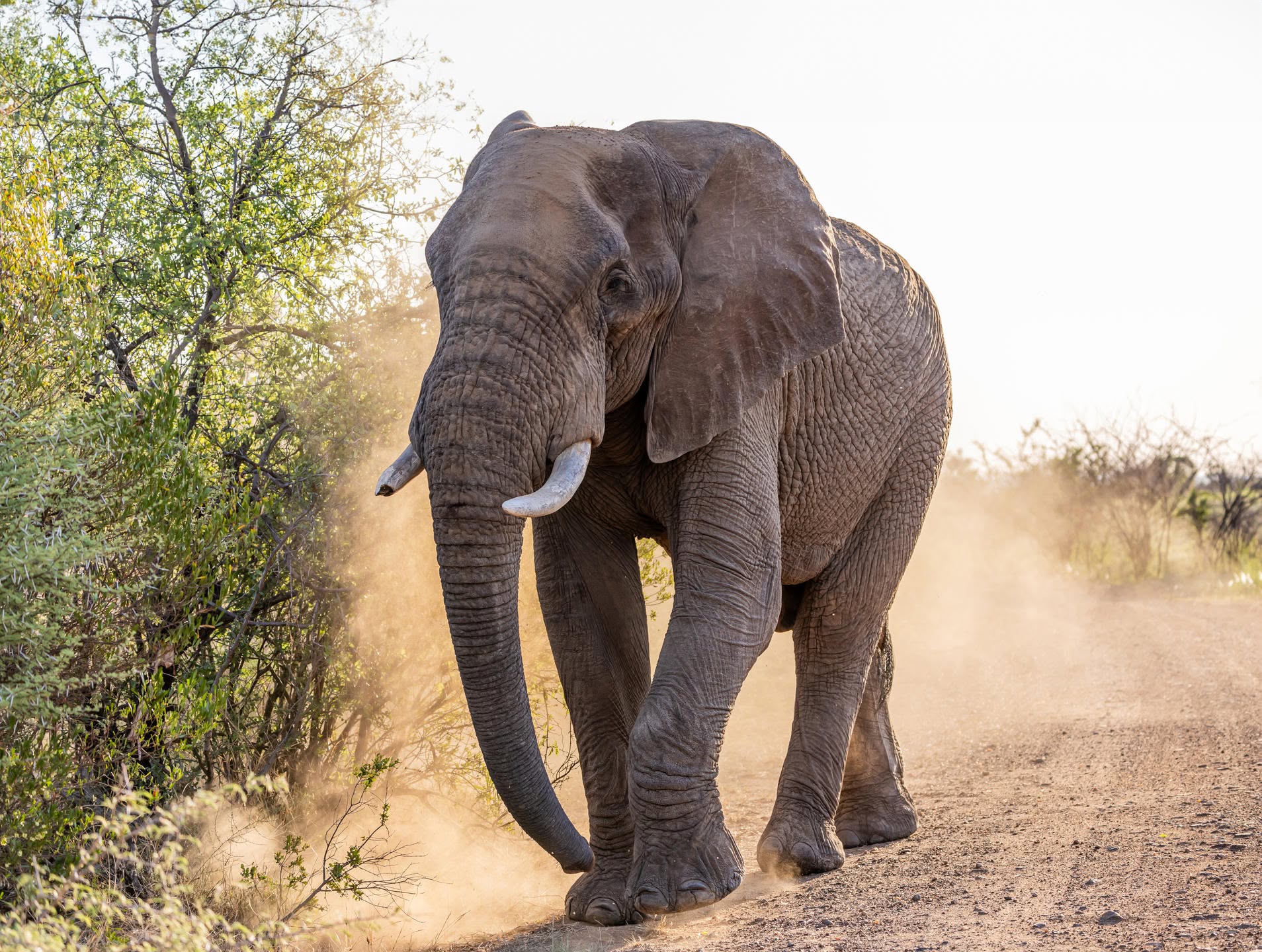 Elephant in the bush
