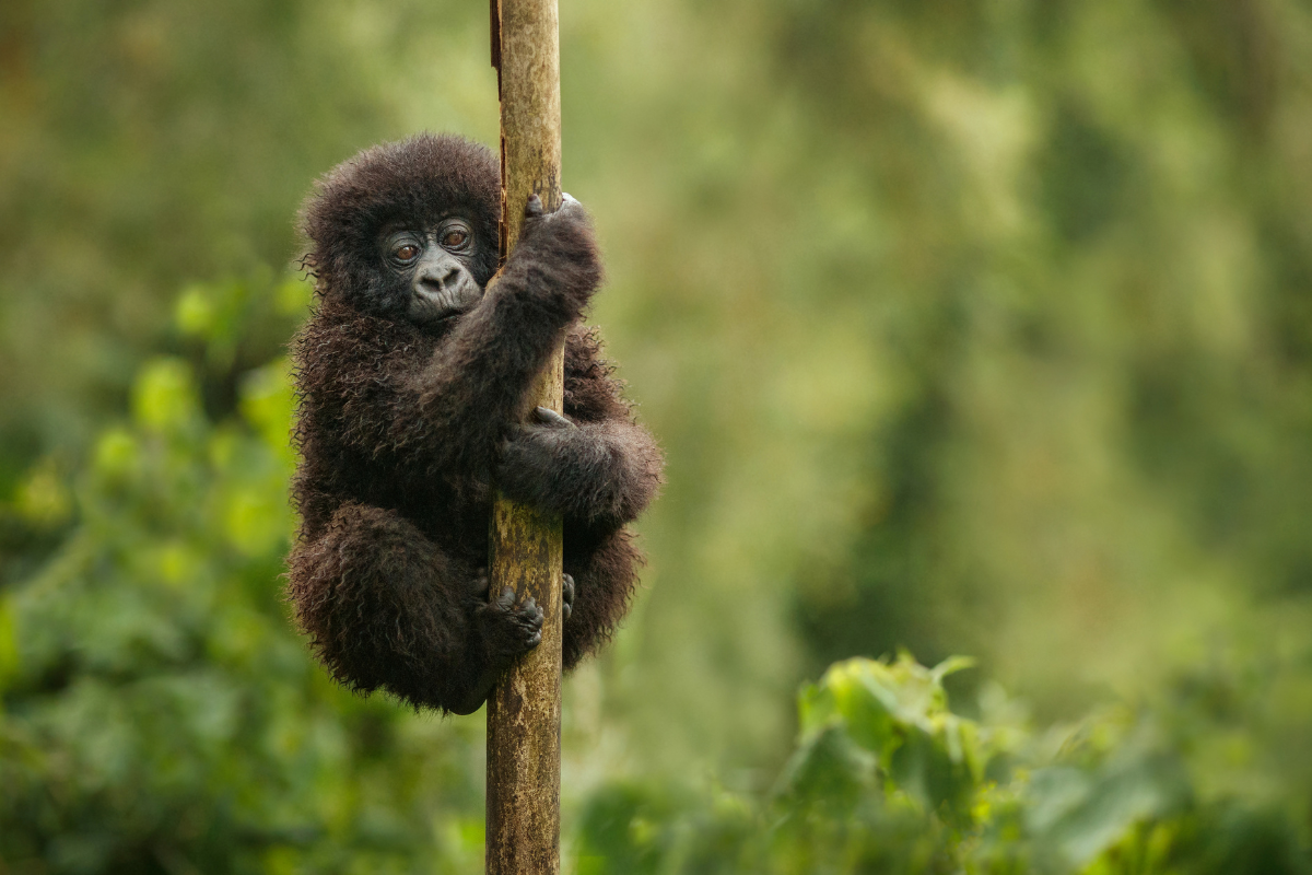 Close-up of a young mountain gorilla