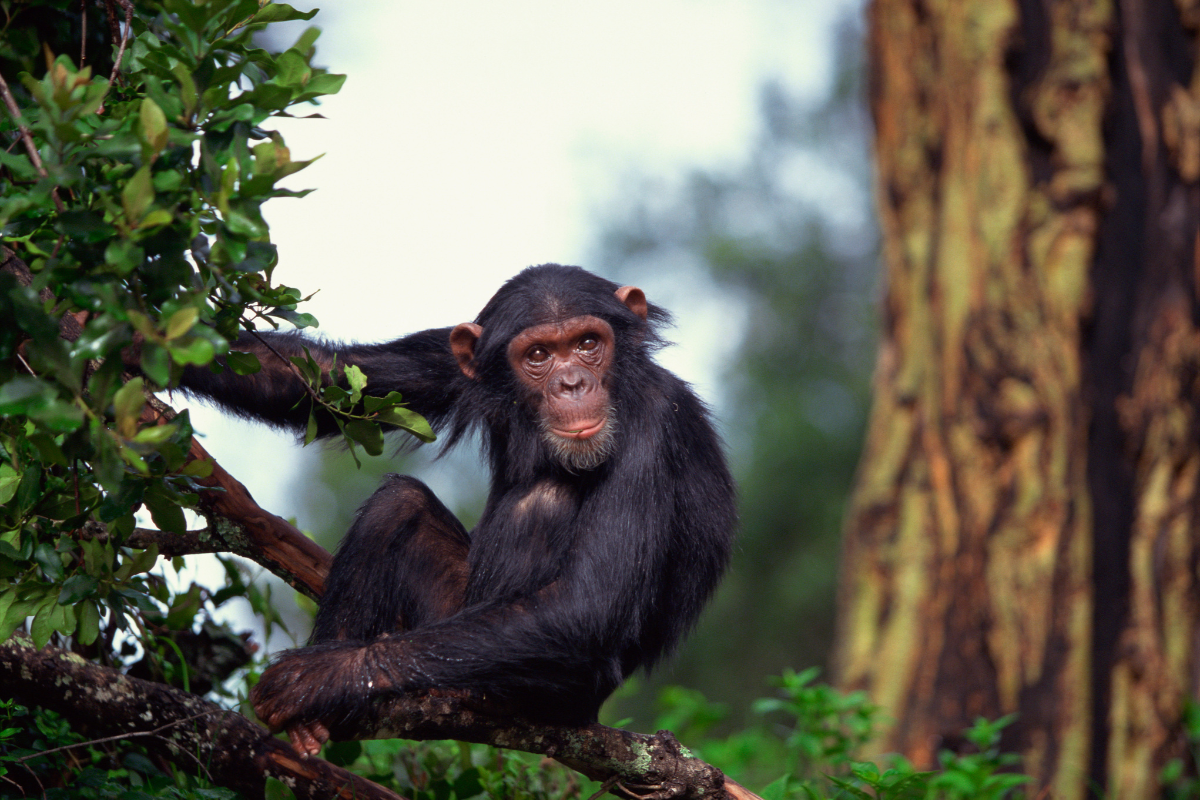 Chimpanzee in the rainforest