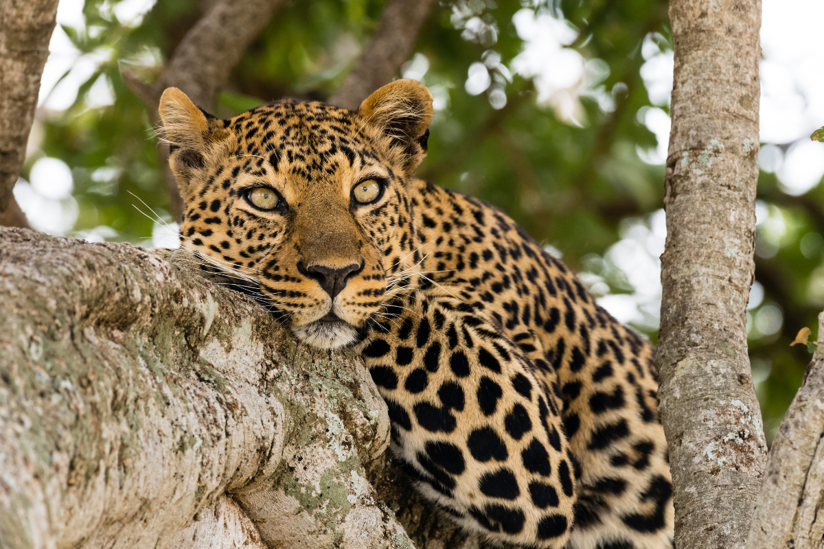 Leopard resting on a tree branch in golden light