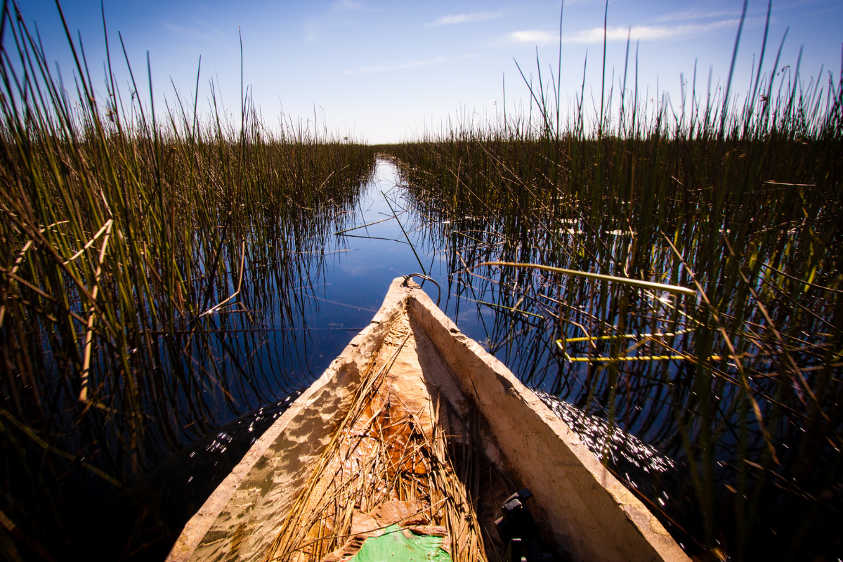Traditional mokoro canoe on a reed-lined delta channel