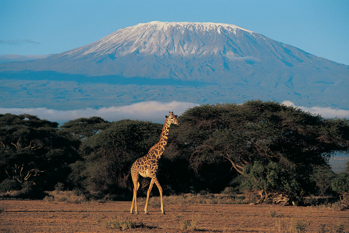 Reticulated giraffe on the plains