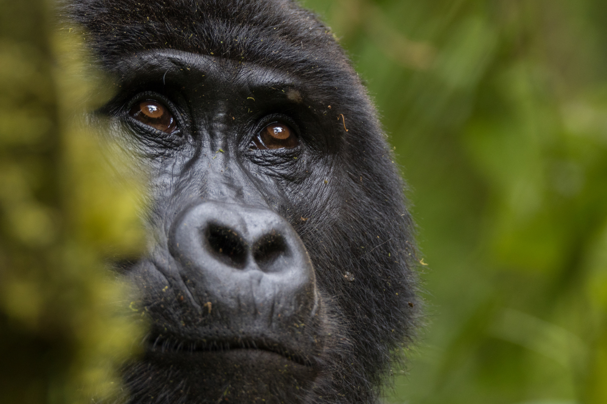 Silverback mountain gorilla in a green forest