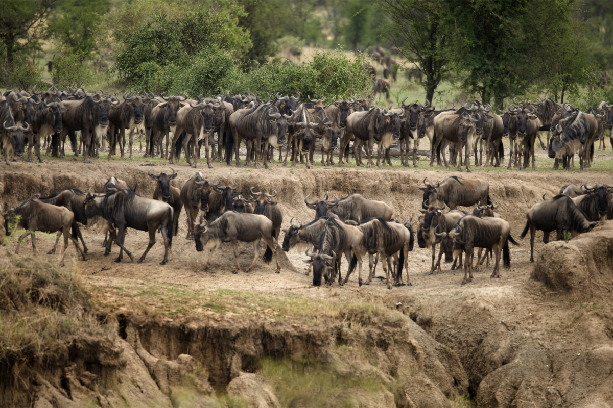 Wildebeest crossing a river during the Great Migration